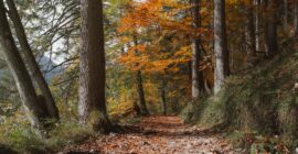 Dağlık yolculuk süresi tahmini: Virajlar ve Yükselti Etkisi