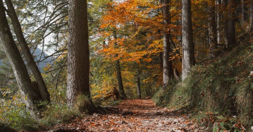 Dağlık yolculuk süresi tahmini: Virajlar ve Yükselti Etkisi