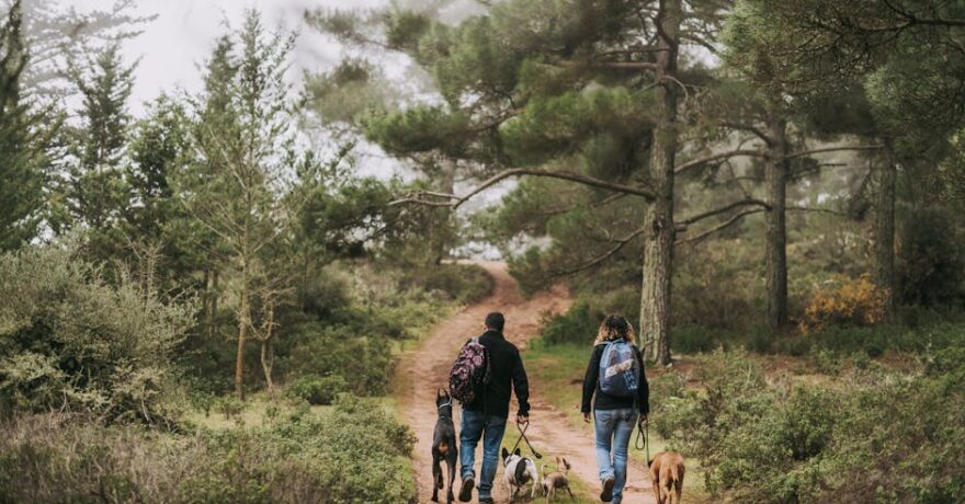 Evcil Hayvan Dostu Rota: ETA ve Konfor Yolculuğu Rehberi